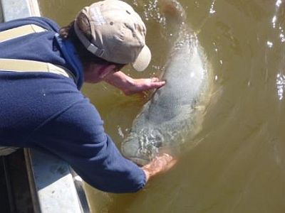 Scientists track epic journey of “Casanova cod”